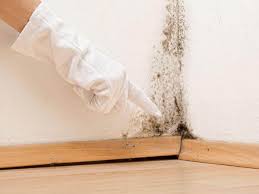 Mold Remediation for Rental Properties in Ivyland, PA